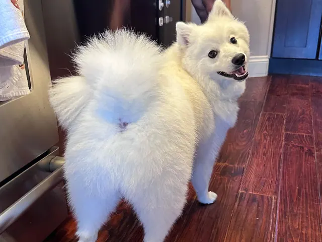 Kaito, a white Japanese Spitz, standing on a wooden floor and looking back over his shoulder