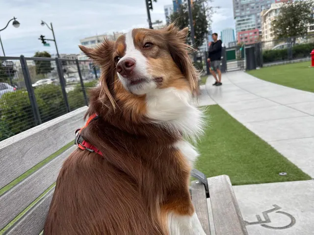 Makku, a brown and white dog in a red collar, sitting on a park bench with his head turned